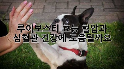 루이보스티 효능: 혈압과 심혈관 건강에 도움될까요?